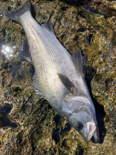 ヒラスズキの釣果