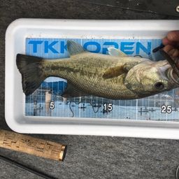 ラージマウスバス