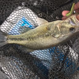 ラージマウスバス