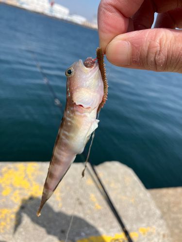 イトヒキハゼの釣果