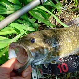 スモールマウスバス