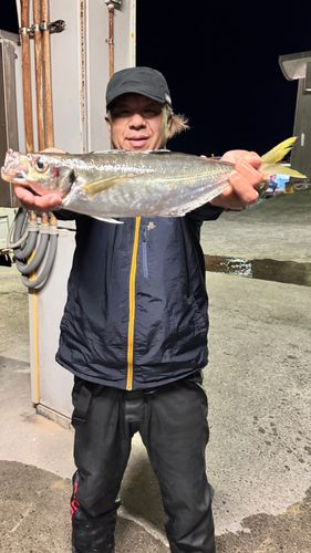 マアジの釣果