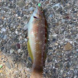 ホシササノハベラ