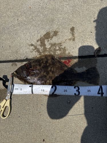 ヌマガレイの釣果