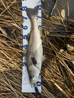 スズキの釣果