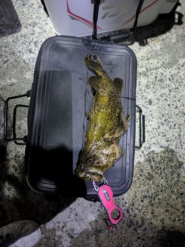 タケノコメバルの釣果