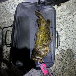 タケノコメバル