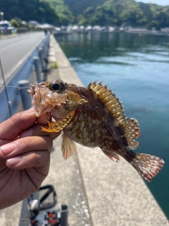 ガシラの釣果