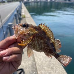 ガシラ