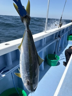 ワラサの釣果