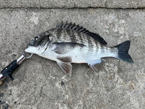 チヌの釣果