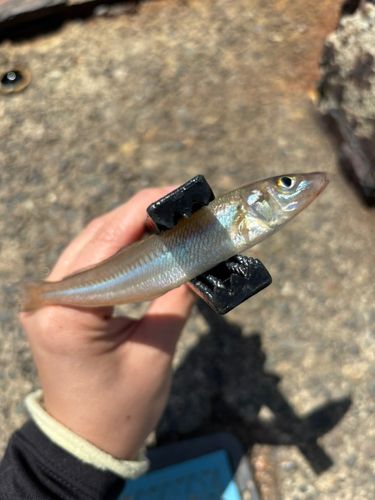 シロギスの釣果