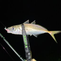 アジ