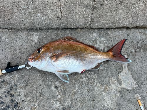 マダイの釣果