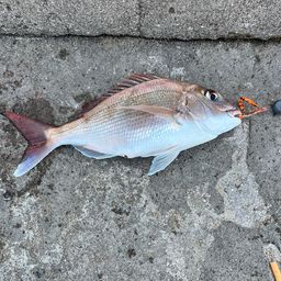 マダイ