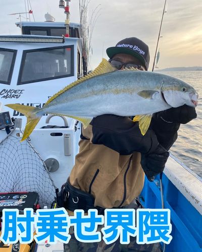 ヒラマサの釣果
