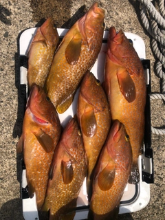 キジハタの釣果