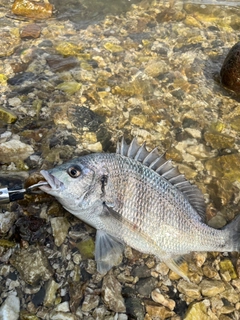 キビレの釣果