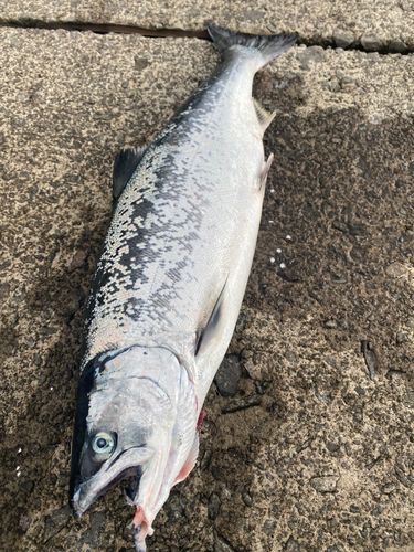 サクラマスの釣果