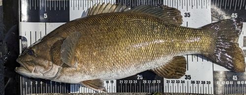 スモールマウスバスの釣果