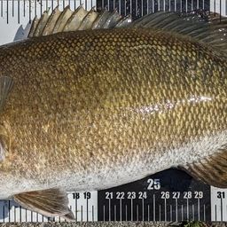 スモールマウスバス