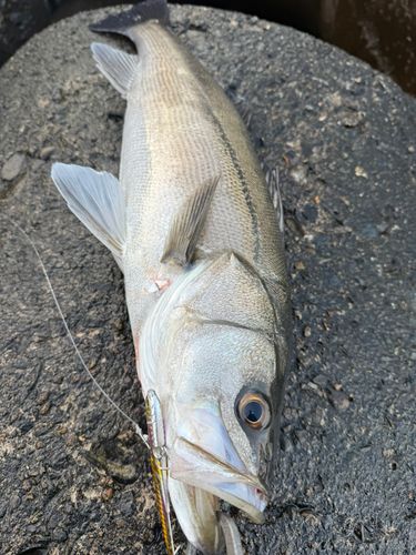 九頭竜川河口で釣れたスズキの釣り・釣果情報 - アングラーズ
