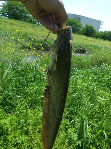 ナマズの釣果