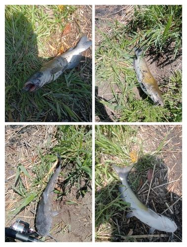 アメリカナマズの釣果