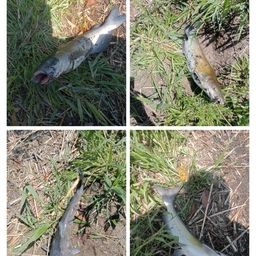 アメリカナマズ