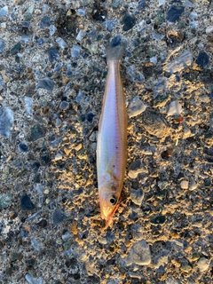 シロギスの釣果