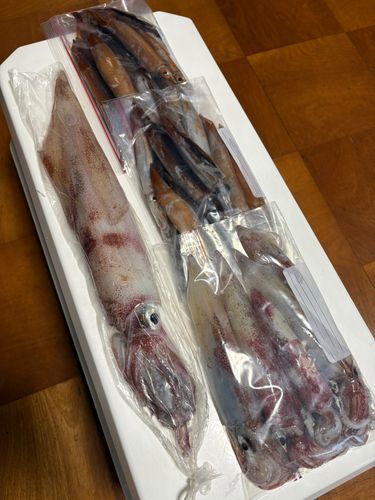 ヤリイカの釣果