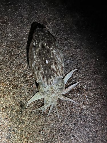 コウイカの釣果