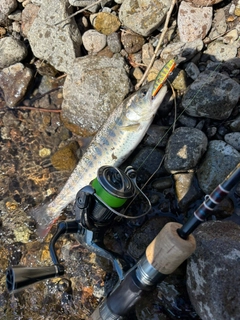 ヤマメの釣果