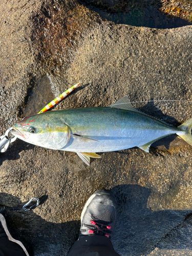 メジロの釣果