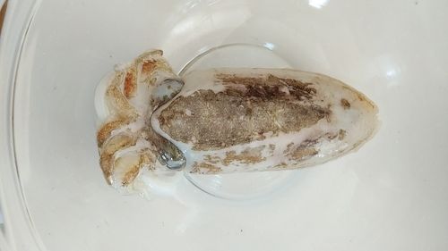 コウイカの釣果