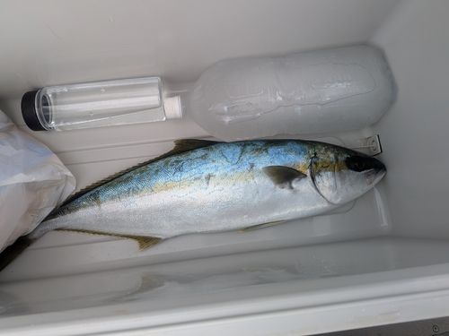 ヒラマサの釣果