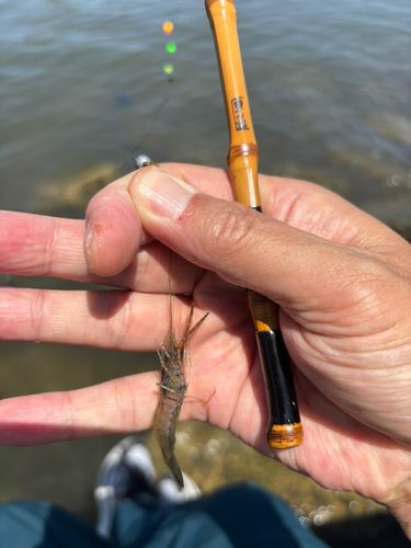テナガエビの釣果