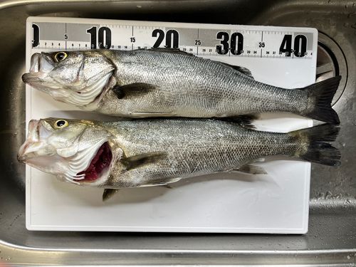 マルスズキの釣果