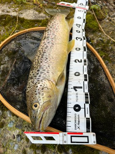 ブラウントラウトの釣果