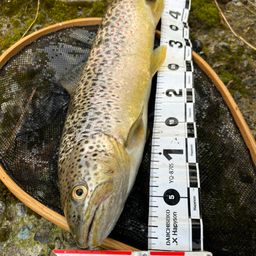 ブラウントラウト