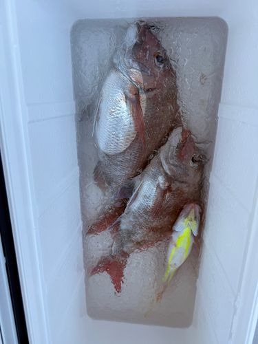 釣果