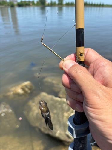 シモフリシマハゼの釣果