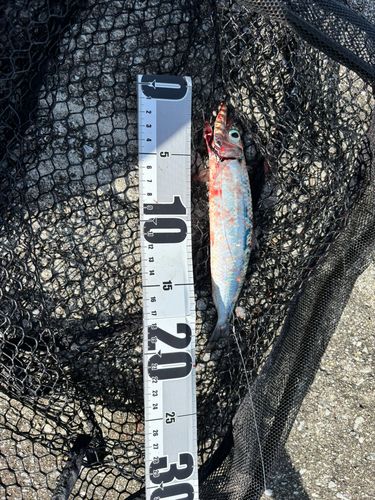 ニジョウサバの釣果