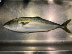 ガンドの釣果