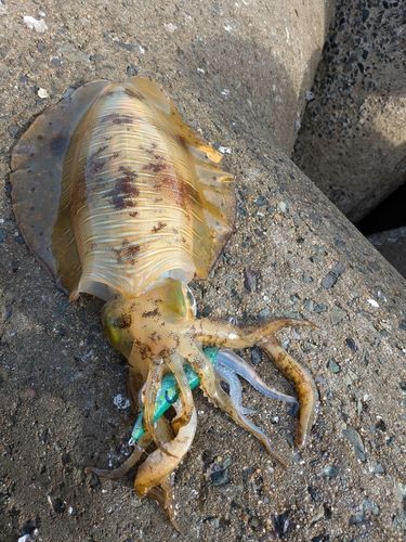 アオリイカの釣果