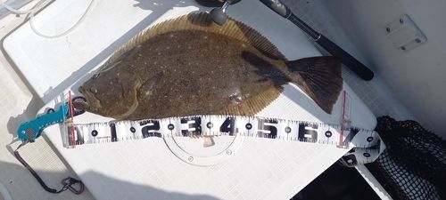 ヒラメの釣果