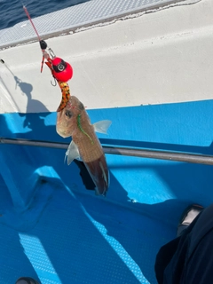 エソの釣果