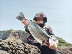 ヒラスズキの釣果