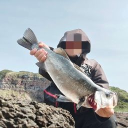 ヒラスズキ