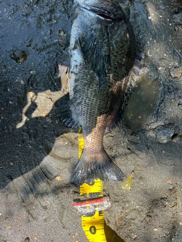 クロダイの釣果